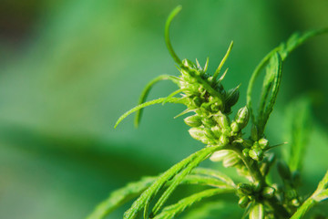 Beautiful background of green seeds cannabis bush flowers, hemp bud, marijuana close up. The place...