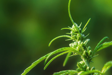 Seeds on cannabis bush, marijuana, hemp bud, close up. Cultivation of cannabis for the production...