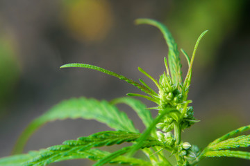 Beautiful background of green seeds cannabis bush flowers, hemp bud, marijuana close up. The place for copy space. Cultivation of cannabis for the production of CBD oil