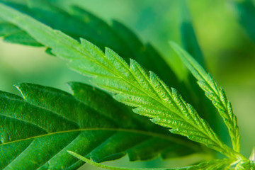 Beautiful background of green cannabis leaf, hemp macro, marijuana close up. The place for copy space. Detail of marijuana. Cannabis for the production of CBD oil
