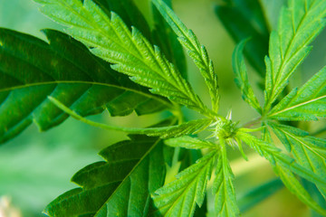 Green cannabis leaf, hemp macro close up. An up-close view of young indoor flowering legal medical marijuana cannabis bud