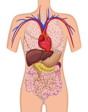 Organs in the human body. The location of the internal organs in the body. Vector illustration