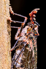 Insect photographed in Linhares, Espirito Santo. Southeast of Brazil. Atlantic Forest Biome. Picture made in 2015.