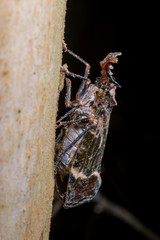 Insect photographed in Linhares, Espirito Santo. Southeast of Brazil. Atlantic Forest Biome. Picture made in 2015.