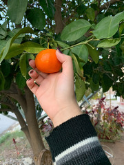 Mujer arranca mandarina directamente de un árbol