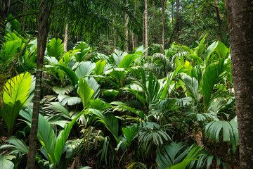 Tropical rain forest with fern