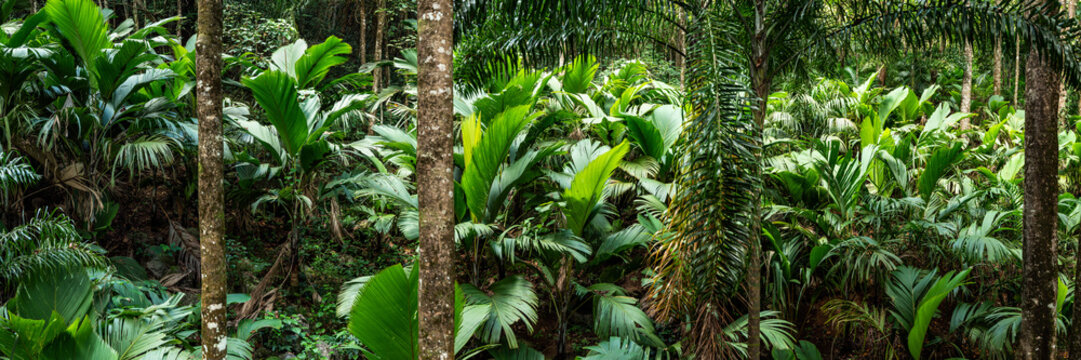Tropical rain forest panorama