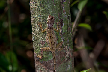Brazilian Fathead Anole photographed in Linhares, Espirito Santo. Southeast of Brazil. Atlantic Forest Biome. Picture made in 2015.