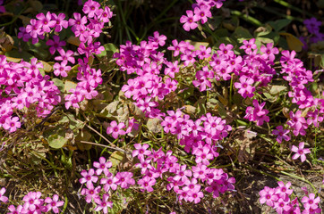 Obraz premium trifolium flower in a garden