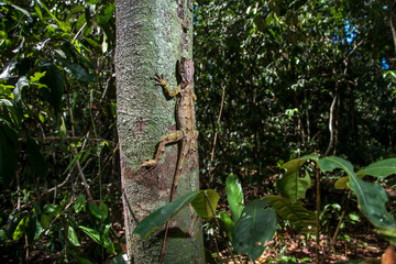 Obraz premium Brazilian Fathead Anole photographed in Linhares, Espirito Santo. Southeast of Brazil. Atlantic Forest Biome. Picture made in 2015.