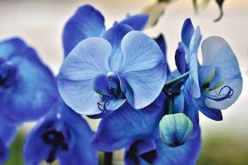 Obraz na płótnie Canvas orchids