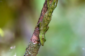 Amazon Green Anole photographed in Linhares, Espirito Santo. Southeast of Brazil. Atlantic Forest Biome. Picture made in 2015.