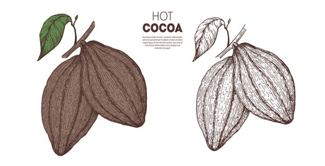 Cocoa beans vector illustration. Hand drawn sketch. Chocolate design. Chocolate beans. Vintage illustration.