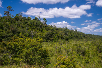 Fototapeta na wymiar Forest Landscape photographed in Linhares, Espirito Santo. Southeast of Brazil. Atlantic Forest Biome. Picture made in 2015.