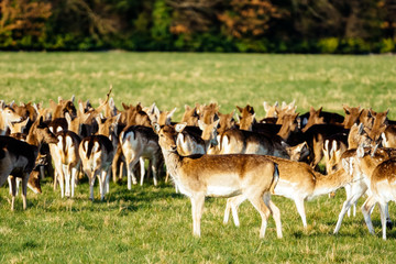 Large herd of deer, Cervus Elaphus, in the grassland or meadow of their habitat,