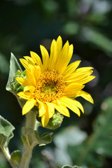 Close Up of Yellow Wildflower Daisy Flower with Green Foliage Background 