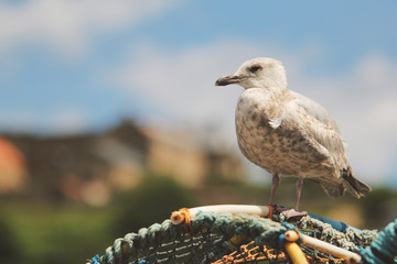 Seagull bird reflects