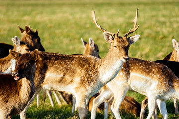 Naklejka na ściany i meble Large herd of deer, Cervus Elaphus, in the grassland or meadow of their habitat,