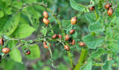 Larvae of Colorado potato beetle