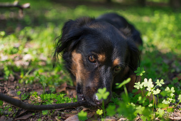 Close-up of a black dog playing with a wooden stick in the field, amid beautiful green clovers.