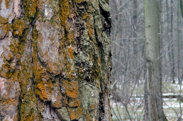 Texture of tree bark. Tree trunk close-up against the background of a blurred forest.