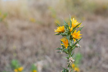 Carthamus tinctorius or safflower, yellow wildflower with sharp spikes on its stem.