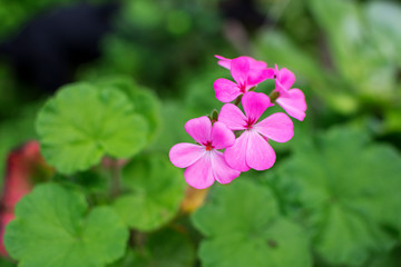 Close-up of a beautiful pink flower blooming in spring with green nature around