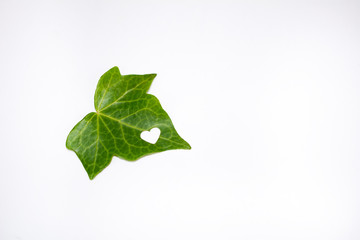 A fresh, green and natural leaf with heart-shaped drilling, isolated on white background.