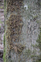 Oak processionary moth caterpillars infestation 