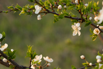 Spring blossom background. Beautiful nature scene with blooming tree.