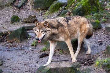 Wolf in Deutschland