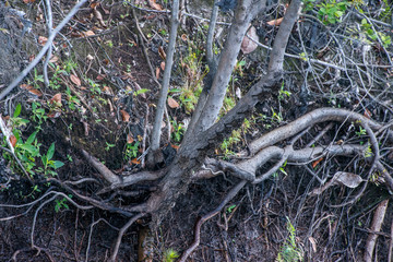Bat photographed in Linhares, Espirito Santo. Southeast of Brazil. Atlantic Forest Biome. Picture made in 2015.