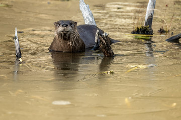 Otter-  Luterinae  - 