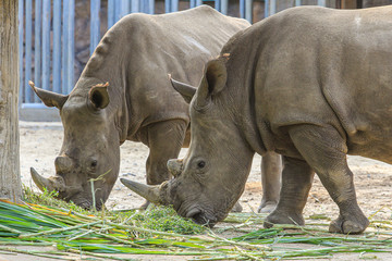 Obraz premium Two adult rhinos eating grass. Big African animals.
