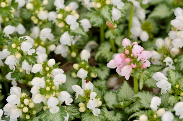 garden and landscape: small white and pink blooms in groundcover..