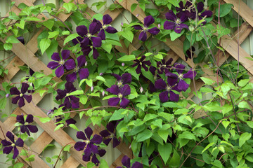 garden and landscape:Purple clematis on a trellis. - obrazy, fototapety, plakaty