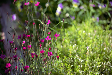 garden and landscape: bright field flowers among native grasses.
