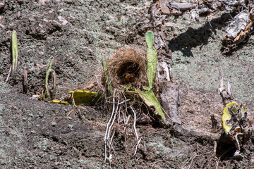 Bird nest photographed in Linhares, Espirito Santo. Southeast of Brazil. Atlantic Forest Biome. Picture made in 2015.