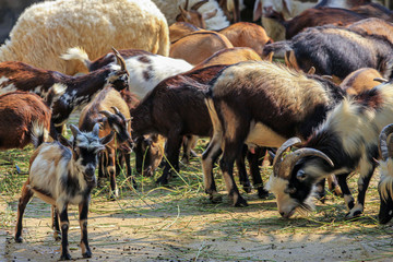 flock of goats and sheep on a farm