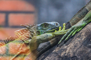 large lizards rest and bask on a log. ancient reptiles close up, blur and grain and poster effect.