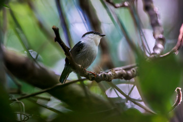 White bearded Manakin photographed in Linhares, Espirito Santo. Southeast of Brazil. Atlantic Forest Biome. Picture made in 2015.