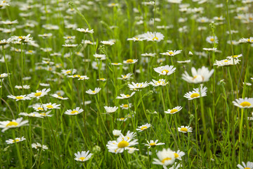 A lot of camomile flowers on a summer meadow