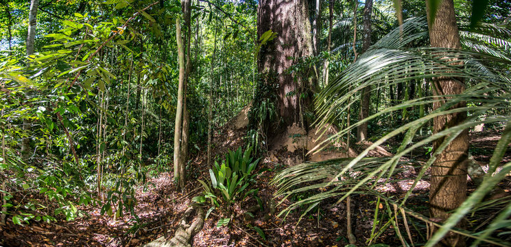 Forest photographed in Linhares, Espirito Santo. Southeast of Brazil. Atlantic Forest Biome. Picture made in 2015.