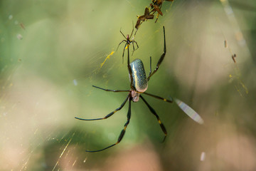 Spider photographed in Linhares, Espirito Santo. Southeast of Brazil. Atlantic Forest Biome. Picture made in 2015.