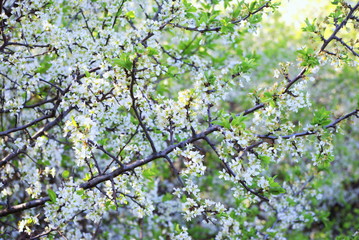 flowering branches of the bush Prunus spinosa, called blackthorn or sloe