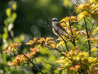 Grey shrike perching