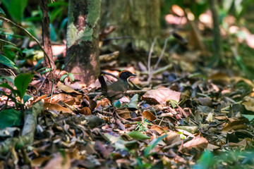 Rufous capped Antthrush photographed in Linhares, Espirito Santo. Southeast of Brazil. Atlantic Forest Biome. Picture made in 2015.