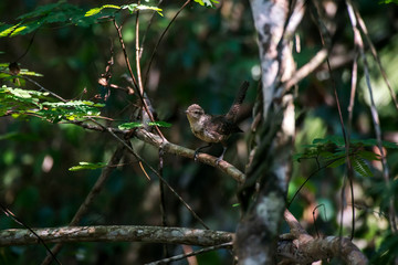 Bird photographed in Linhares, Espirito Santo. Southeast of Brazil. Atlantic Forest Biome. Picture made in 2015.