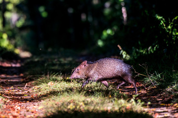 Collared peccary photographed in Linhares, Espirito Santo. Southeast of Brazil. Atlantic Forest Biome. Picture made in 2015.