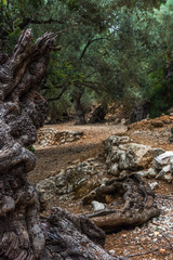 Old olive trees on a plantation with stone fortifications